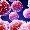 A digital illustration of a group of T-cells, which appear as red spheres with short, nubby white-tipped protrusions covering their surfaces.