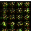 An image of a grid of fluorescent dots titled 