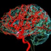 Blood vessels and the brain