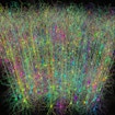 multi-colored neurons enmeshed together