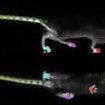 Screenshot of two mice walking across