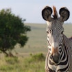 Grevy's zebra