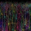 Synthetic pyramidal neurons