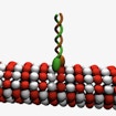 An illustration of a kinesin motor molecule walking across a microtubule