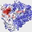 Ribosome model