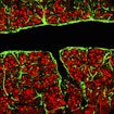 Glial cells, which surround the blood vessels, are shown in green. Neurons are shown in red
