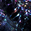 A microscopy photo of a cluster of Multicolor dopaminergic neurons in a mouse's ventral tegmental area and substantia nigra pars compacta following systemic delivery of AAV-PHP.eB-Th-VAST vectors.