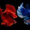 red and blue siamese fighting fish