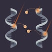 Digital illustration of left and right helixes
