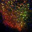 Some dopamine neurons (red) in the ventral tegmental area respond to reward, others to the animal’s position, speed or acceleration. Calcium activity, a proxy for neural activity, is highlighted in green.