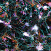 Neurons
