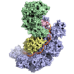 molecular modeo of a protein