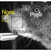 Video tracking of a mouse's three movement variables