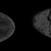 Wild type ventral furrow (left) and ventral furrow interrupted by ERK signaling (right). Blue arrows indicate the boundary of blue light and the synthetically placed ventral furrow border
