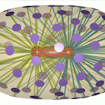 Still shot of three-dimensional simulation of spindle elongation in the presence of multiple force-generators (purple disks) with 50% asymmetry in force-generator density between the cell’s right and left halves