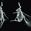Image of dorsal, lateral and ventral views of the parasitic wasp Megaphragma amalphitanum
