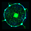 green neuron