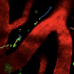 Microspheres showing CSF flow