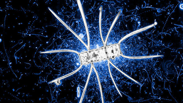 A microbial community around a marine diatom