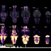 Calcium activity in radial astrocytes peaks after a futile swim attempt (marked by white lines at bottom