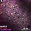 Neurons in the primary visual cortex that project to the posteromedial (magenta) and anterolateral (red) areas are unlikely to be connected.