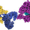 yellow and blue protein complex on left with pink and teal protein complex on right