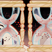 x chromosomes