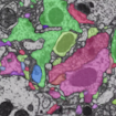 A detailed map of every neuron and neuronal connection in the brain made with machine learning algorithms.