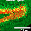 Transgenic rats expresses the calcium indicator GcAMP6f in various brain areas